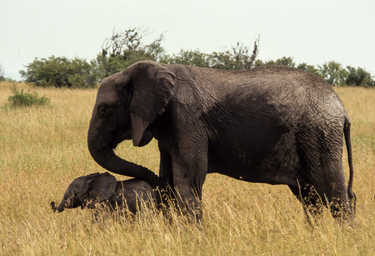 El&eacute;phants d'Afrique, adulte et jeune, Loxodonta africana, Parc national de Masai Mara, Kenya
