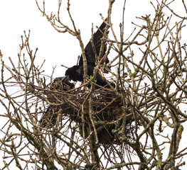 Rooks tending their nest 