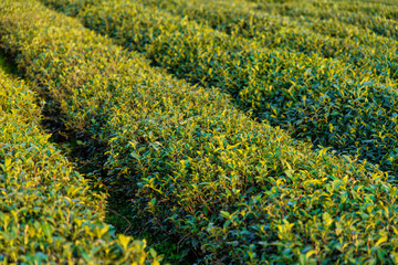 Maojiabu Tea Garden, Hangzhou