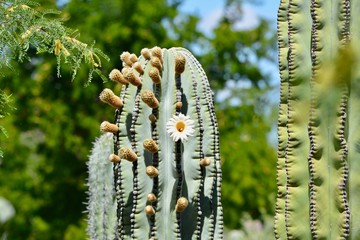 Flowering Cardon Cactus Bloom Desert Mexico