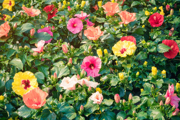 Beautiful of colorful hibiscus flowers in public garden at Ho Chi Minh City, Vietnam.