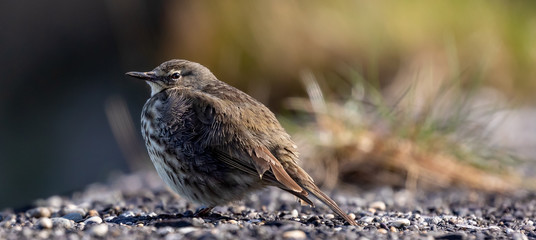 Rock Pipit