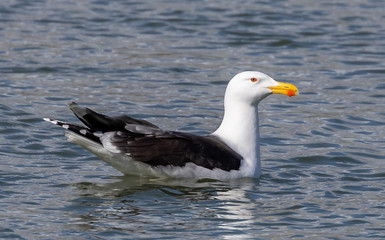 Great black backed gull