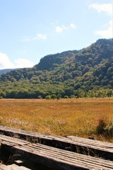 尾瀬ヶ原の草紅葉