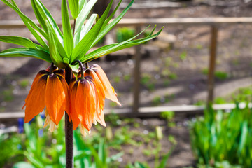 Kaiser's crown (Fritillaria imperialis) flower closeup