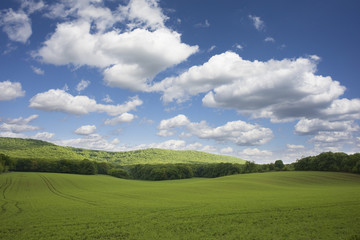 Meadows with forest and blue sky, natural landscape in a sunny day of spring