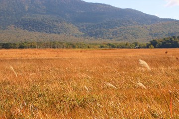 尾瀬ヶ原の草紅葉
