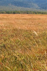 尾瀬ヶ原の草紅葉