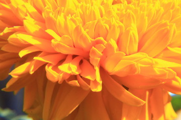 Obraz premium marigold flower macro
