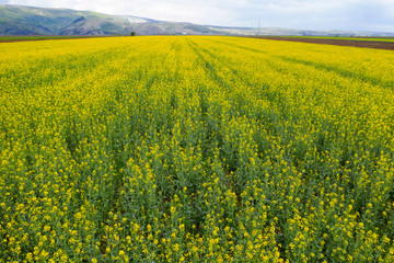 Fototapeta premium Spring rapeseed fields top view.
