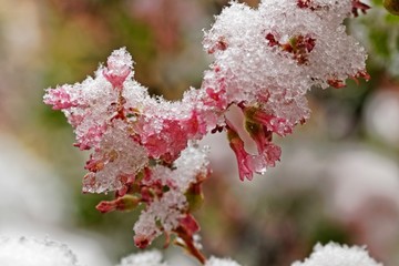 Fliederblüten im Mai nach Wintereinbruch