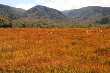尾瀬ヶ原の草紅葉