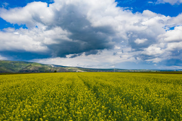 Spring rapeseed fields top view.