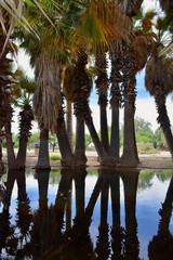 Palm Trees and Reflection Spring Pond Agua Caliente Tucson Arizona
