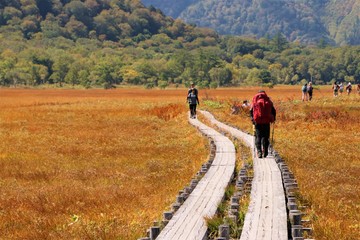 尾瀬ヶ原の草紅葉
