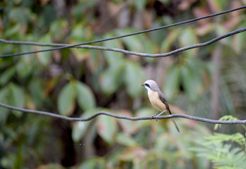  Brown-rumped Minivet birds on the wire