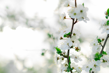 blooming appla tree