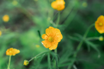 Fototapeta premium blooming appla tree