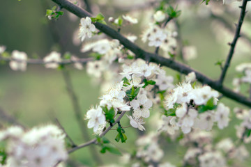 blooming appla tree