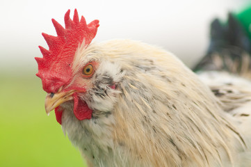 head of a chicken