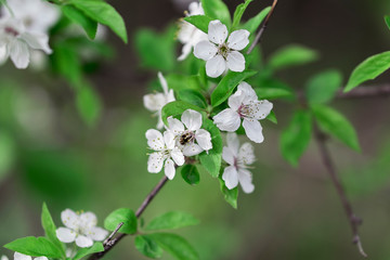 blooming appla tree