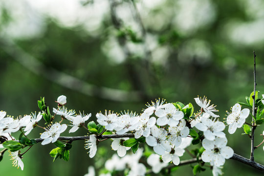 blooming appla tree