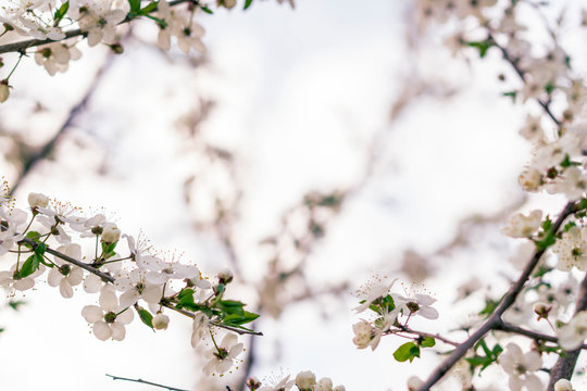 blooming appla tree