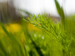 macro spring green nature grass