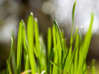 macro spring green nature grass