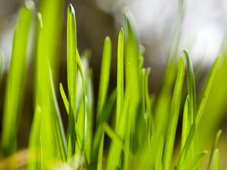 Fototapeta na wymiar macro spring green nature grass