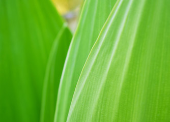 Green nature with enough space for writing messages