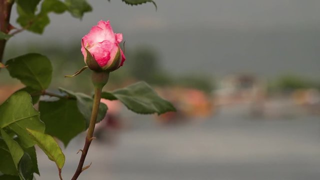 Wide shot of shikara boats on Dal lake, rack focusing to extreme close up of a pink flower bud