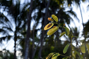 Top of the tree in the morning