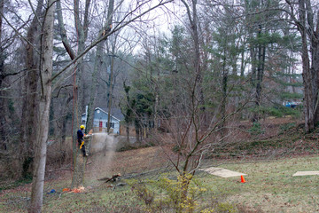 Obraz premium Arborist Cuts Down the Old Cherry Tree