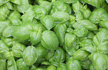 many green leaves of basil plants