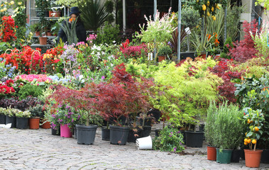 many potted plants at market