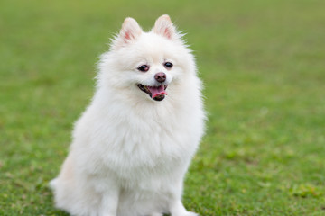 White pomeranian dog at green lawn park