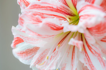 Beautiful red striped Barbados lily close up