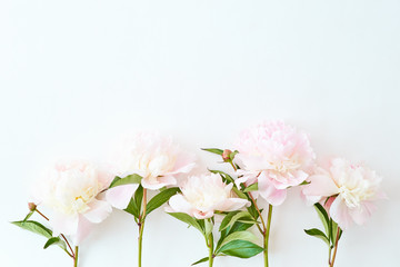 Flat lay pattern with light pink peonies on a white background