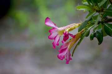 Drops of water on azalea flowers