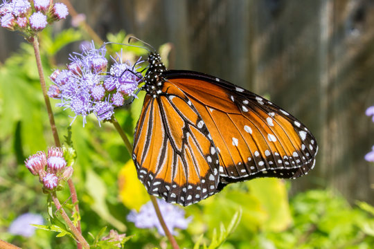 Award Winning Monarch Butterfly Photo