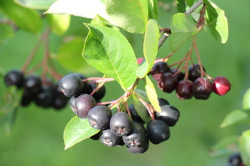 Aronia. Chokeberry berries