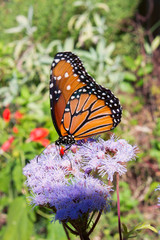 Monarch Butterfly
