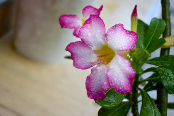 Drops of water on azalea flowers