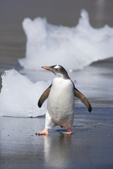 Obraz premium Gentoo penguin near ice on South Georgia Island