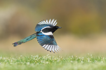 Flight over the meadow/Eurasian Magpie