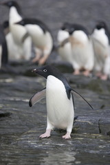 Adelie penguin navigates the shoreline on an Antarctic island
