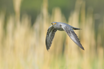 On the fly spring/Common Cuckoo