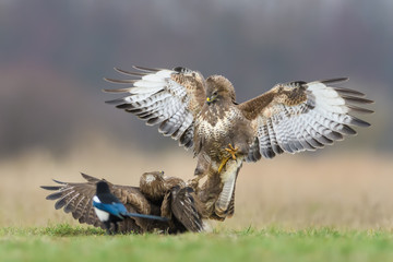 Fight in the meadow/Common Buzzard