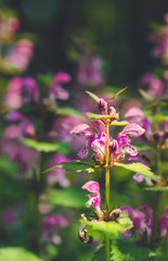 Flowering forest cornflowers. Sunny spring meadow